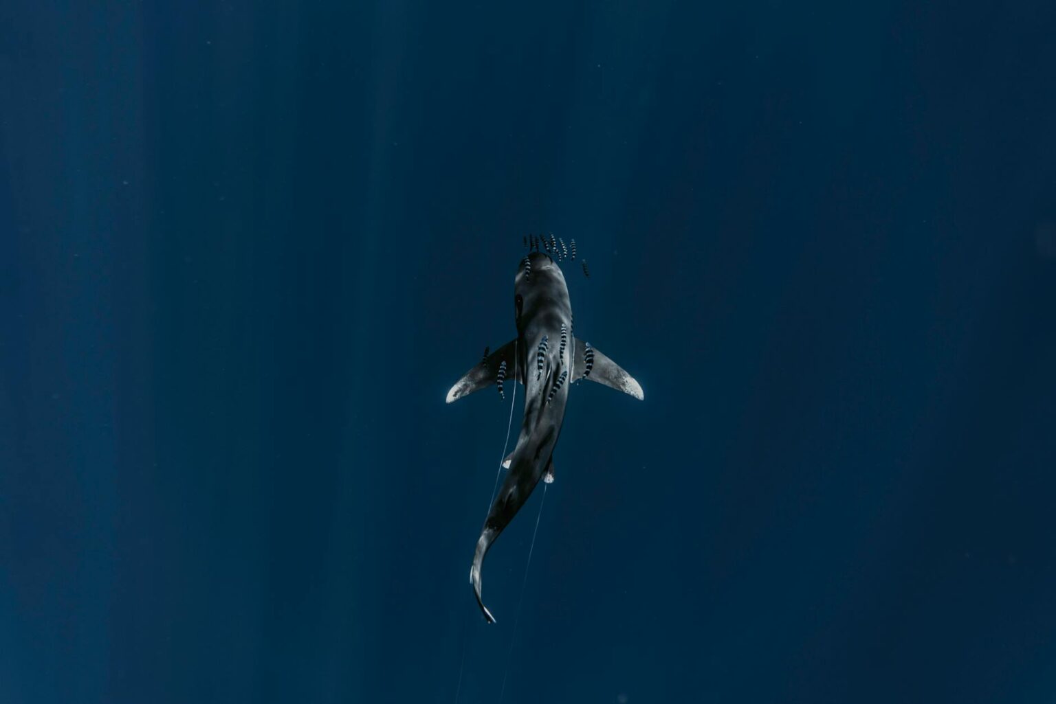 Why Deep Sea Research Vessels Are Using AI for Species Classification Deep sea research equipment with cameras and lights exploring dark ocean depths