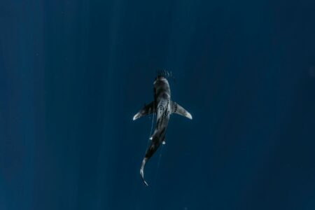 Deep sea research equipment with cameras and lights exploring dark ocean depths