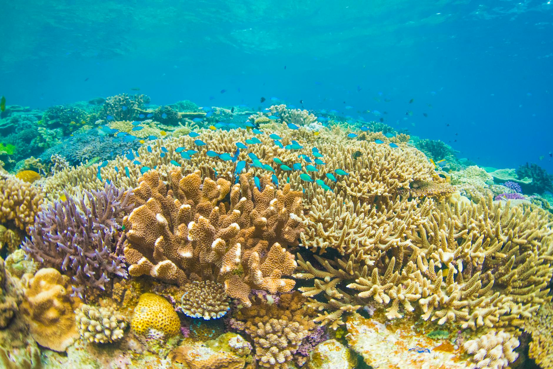 Vibrant coral reef ecosystem with colorful marine life underwater