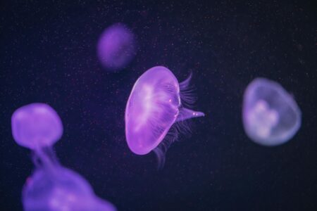 Translucent jellyfish swimming in blue ocean water with trailing tentacles