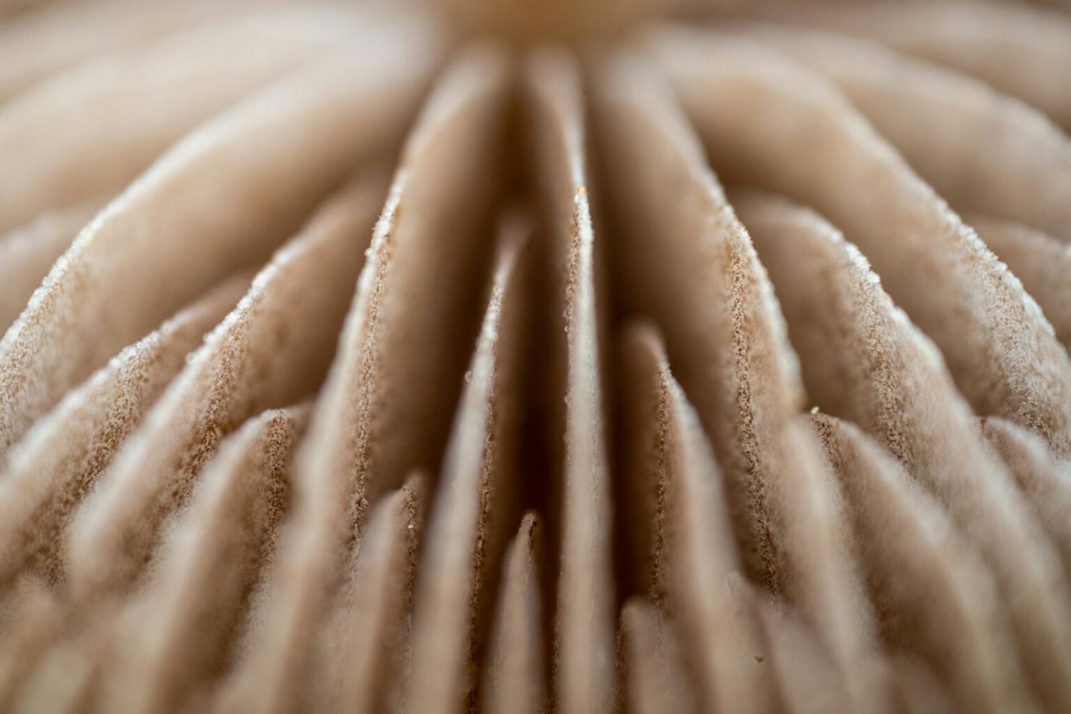 Close-up view of mushroom showing natural texture and organic structure