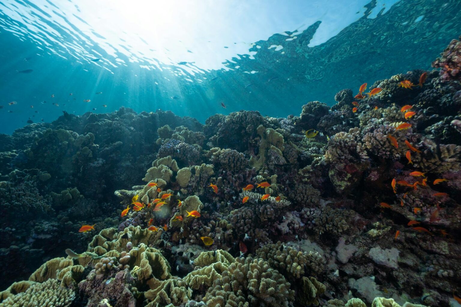 Vibrant coral reef ecosystem showing the natural underwater environment where restoration efforts take place