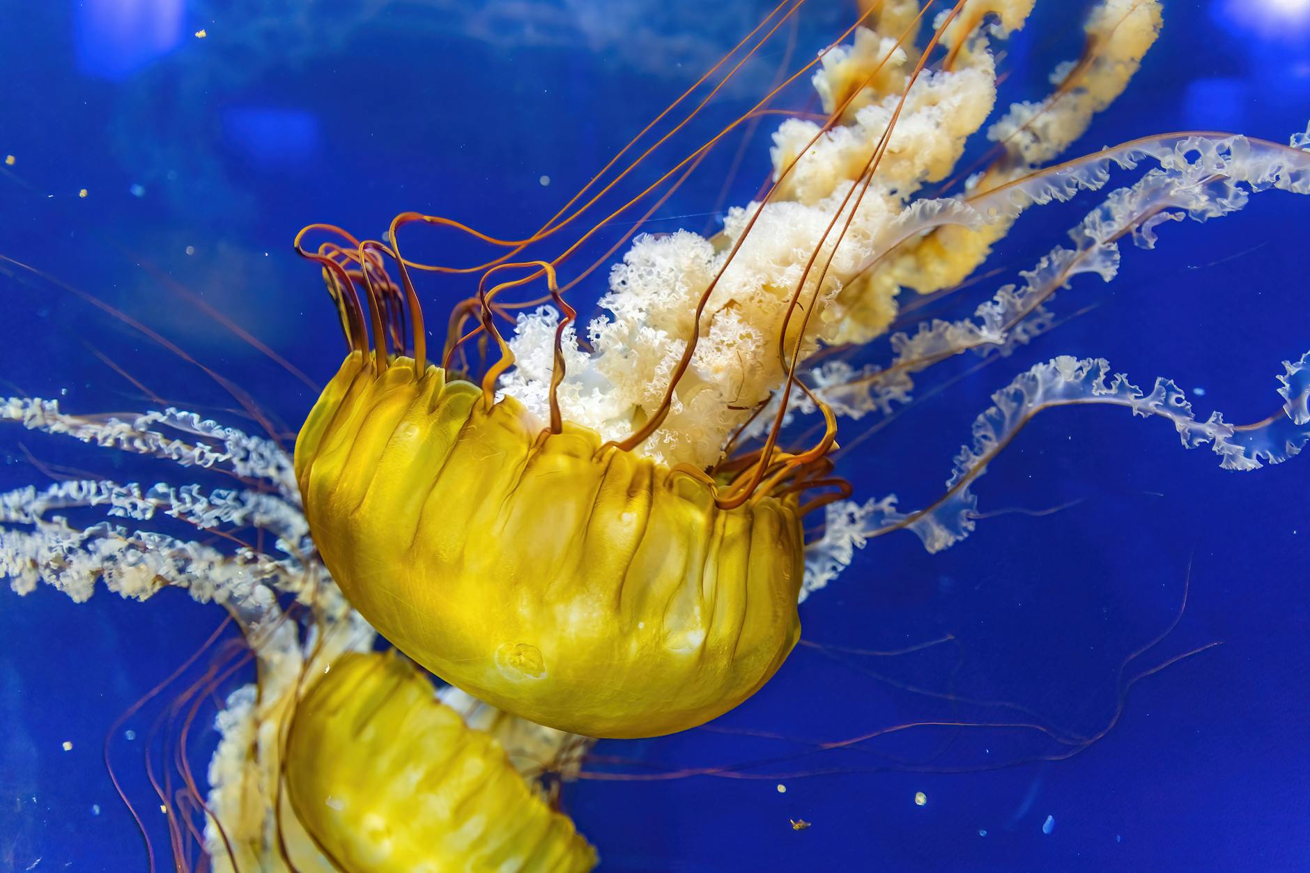 Scientists analyzing data and specimens in a marine research laboratory