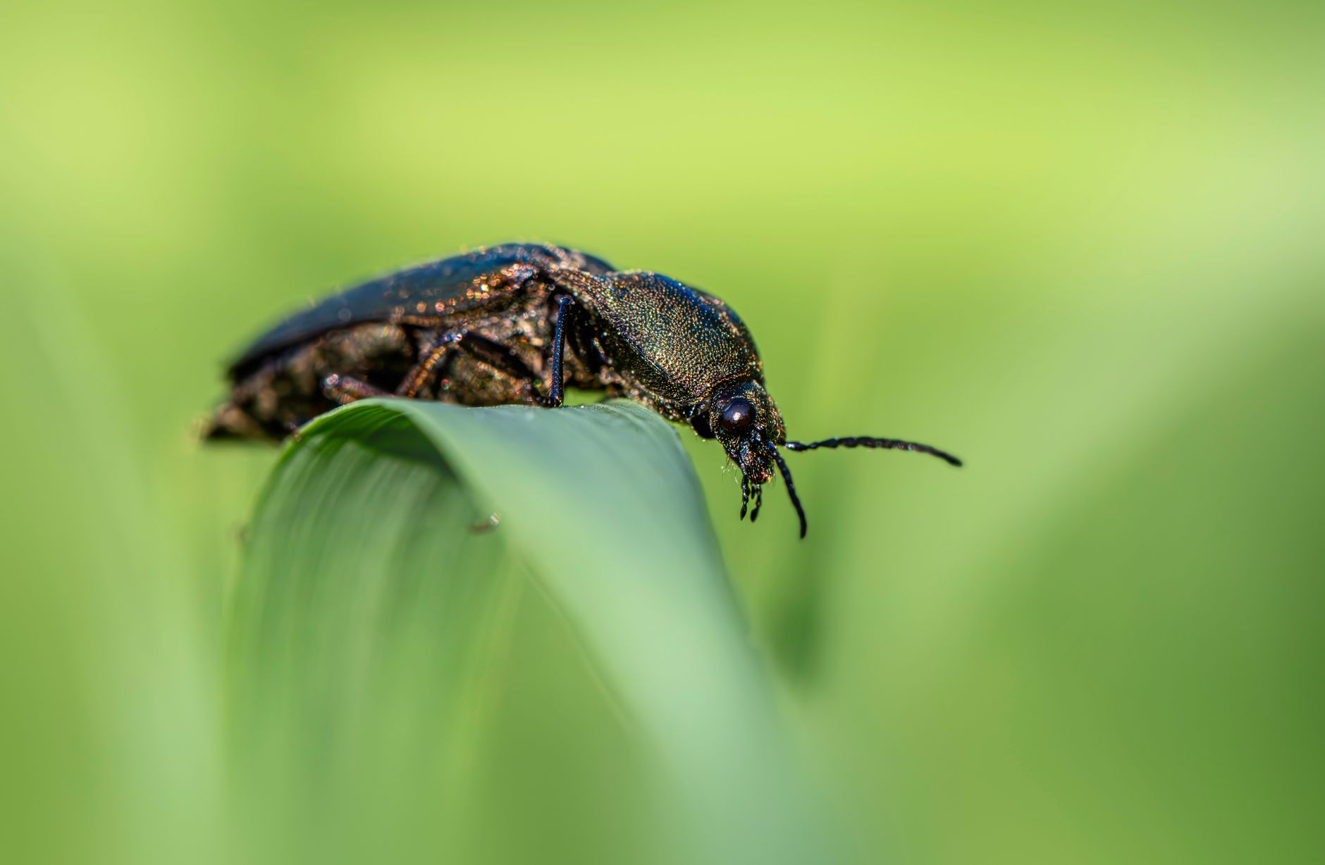 Macro photograph of an insect on green grass, visually echoing the bug-scale world of Obsidian's Grounded