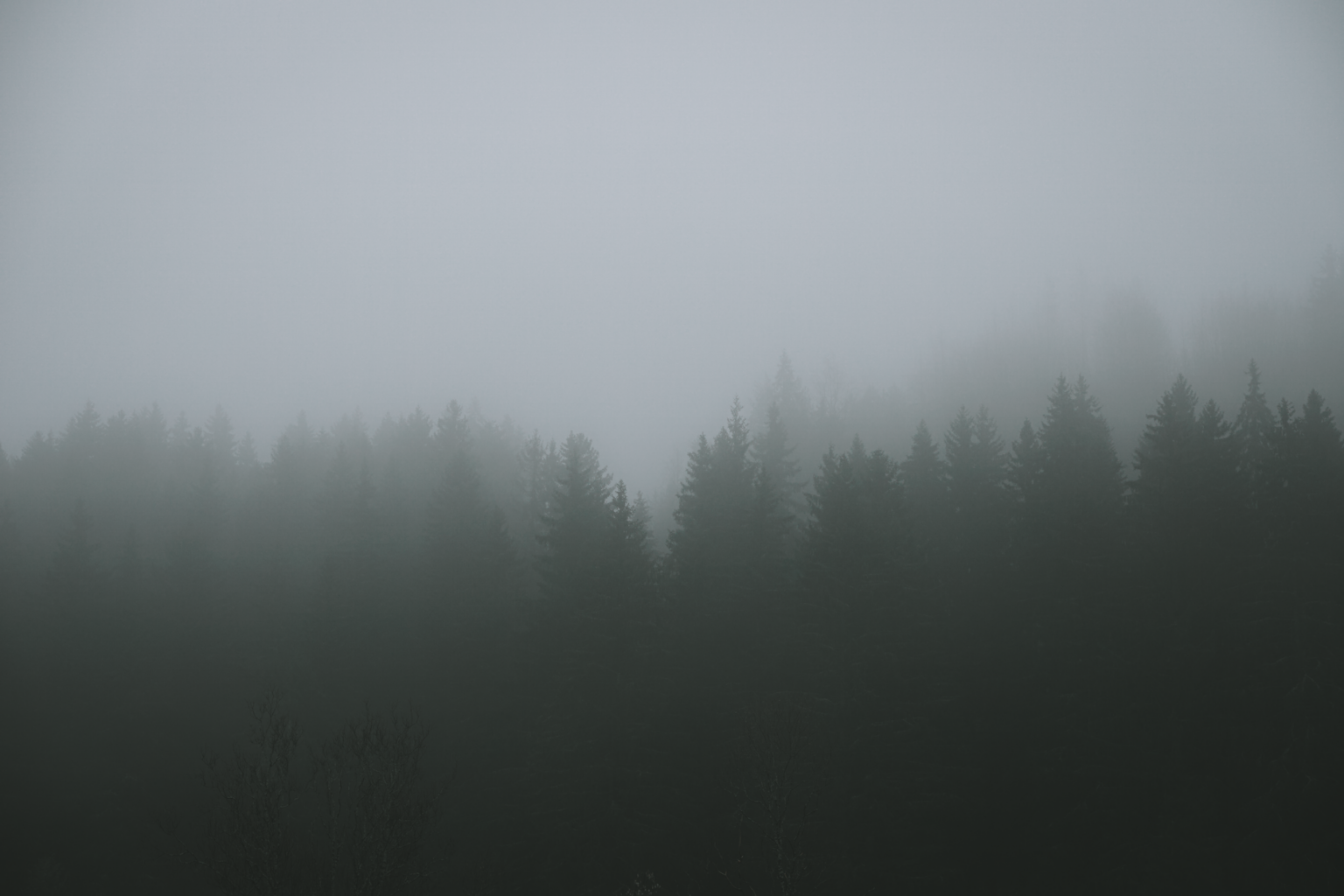 Konami’s Silent Hill 2 Remake Buzz Is Cooling Homecoming Revisits Dense fog hanging low over a dark forest, evoking horror game atmosphere