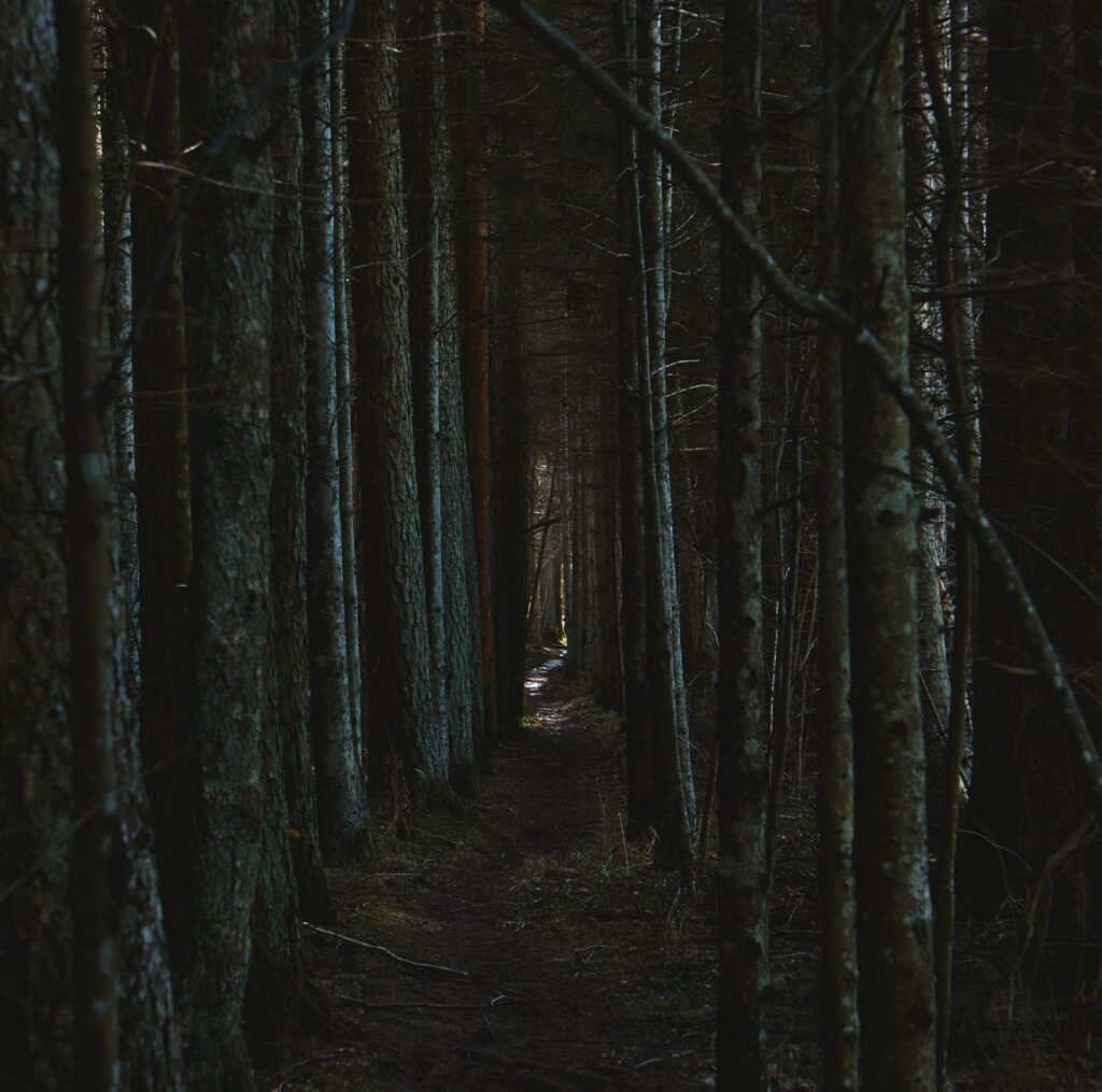 Naughty Dog’s The Last of Us 3 Silence Is Reviving Part II Runs A dark, overgrown forest path suggesting tension and anticipation