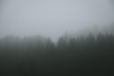 Dense fog hanging low over a dark forest, evoking horror game atmosphere